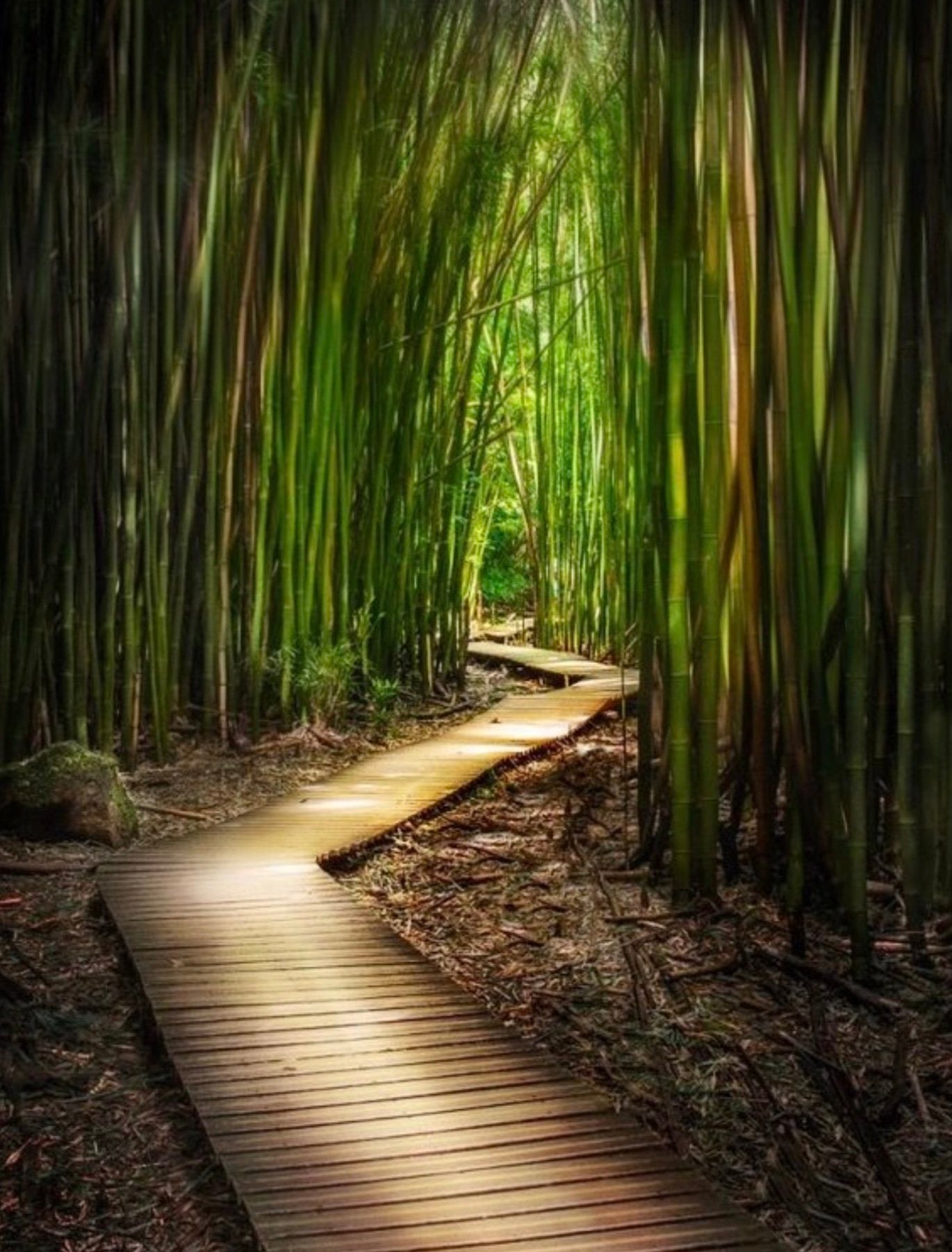 Hana Bamboo Forest